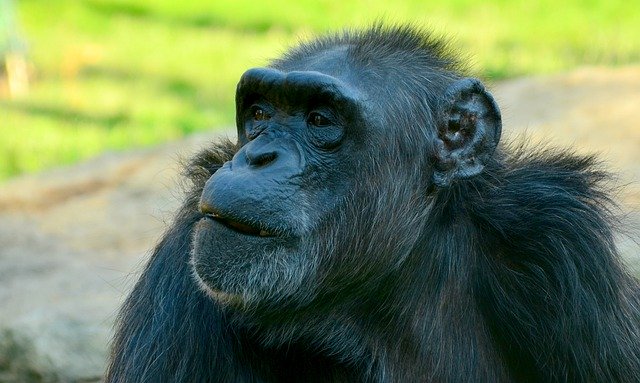 Free download Comic Chimpansee Closeup -  free photo or picture to be edited with GIMP online image editor