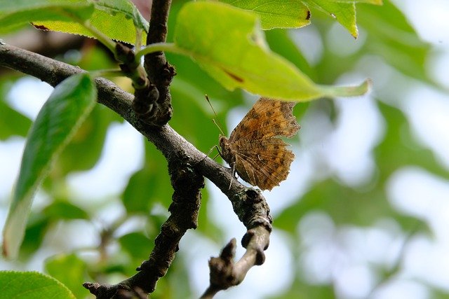 Free download comma butterfly branch tree plant free picture to be edited with GIMP free online image editor