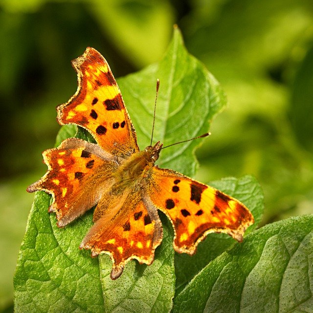 Free download comma butterfly polygonia c album free picture to be edited with GIMP free online image editor