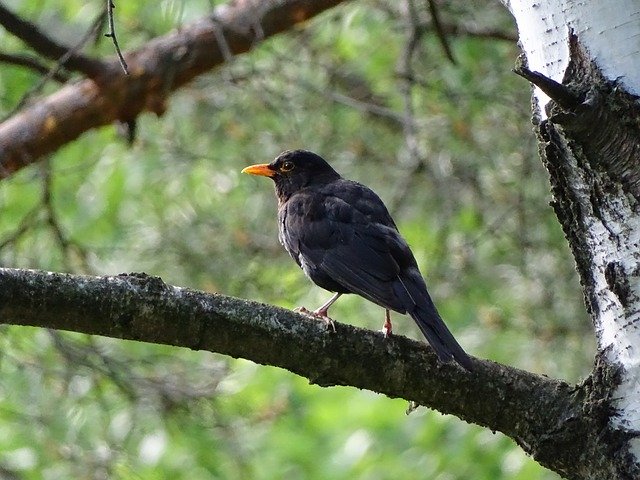 Free download Common Blackbird Bird Black -  free photo or picture to be edited with GIMP online image editor