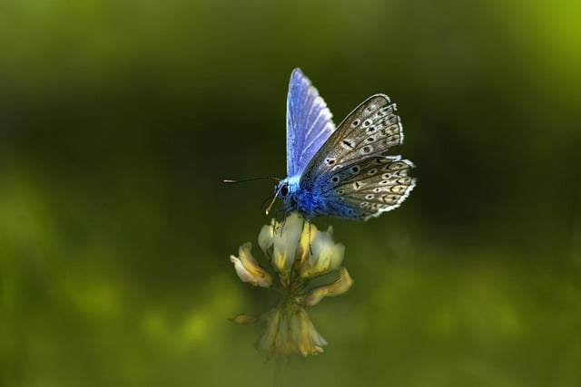 Free download common blue butterfly free picture to be edited with GIMP free online image editor