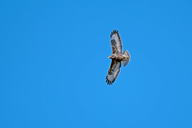 Free download common buzzard bird flying buzzard free picture to be edited with GIMP free online image editor