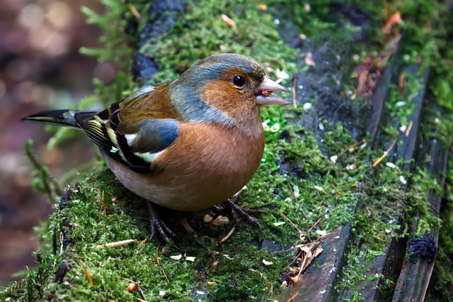 Free download common chaffinch bird animal free picture to be edited with GIMP free online image editor