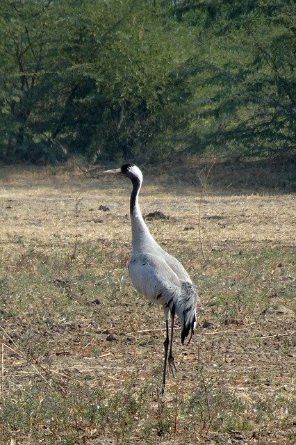 Free download Common Crane Grus Eurasian -  free photo or picture to be edited with GIMP online image editor