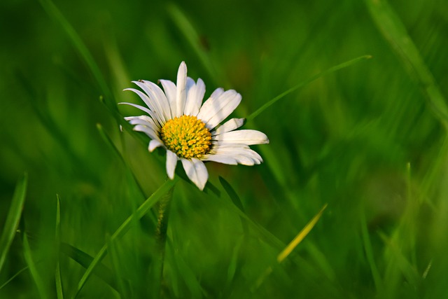 Free download common daisy flower plant free picture to be edited with GIMP free online image editor