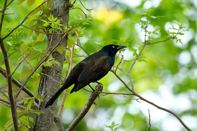 Free download common grackle bird perched animal free picture to be edited with GIMP free online image editor