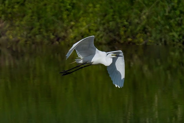 Free download common heron bird lake wildlife free picture to be edited with GIMP free online image editor