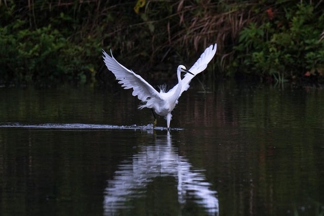 Free download common heron running emergency wing free picture to be edited with GIMP free online image editor