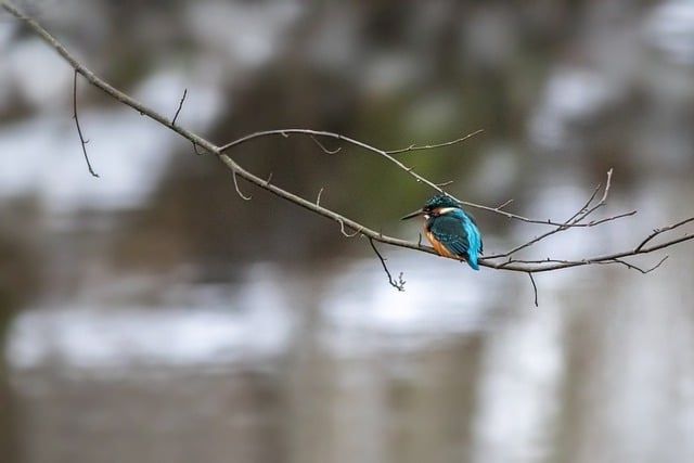 Free download common kingfisher bird branch free picture to be edited with GIMP free online image editor