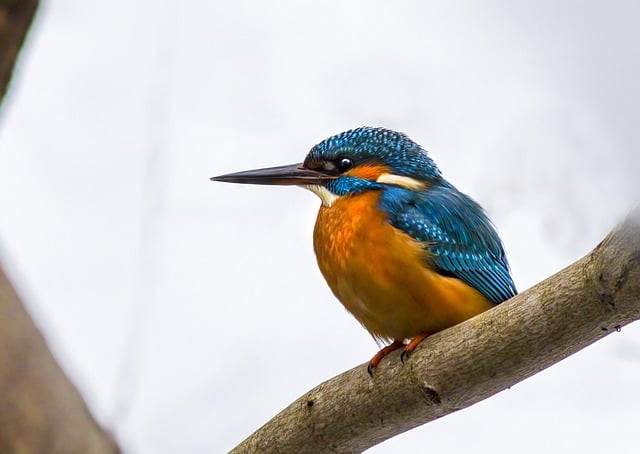 Free download common kingfisher bird kingfisher free picture to be edited with GIMP free online image editor