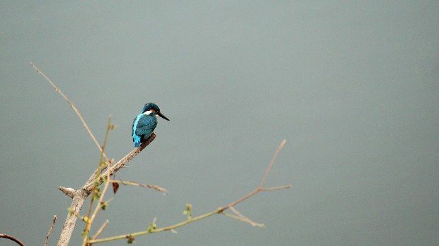 Free download Common Kingfisher Kerala India free photo template to be edited with GIMP online image editor