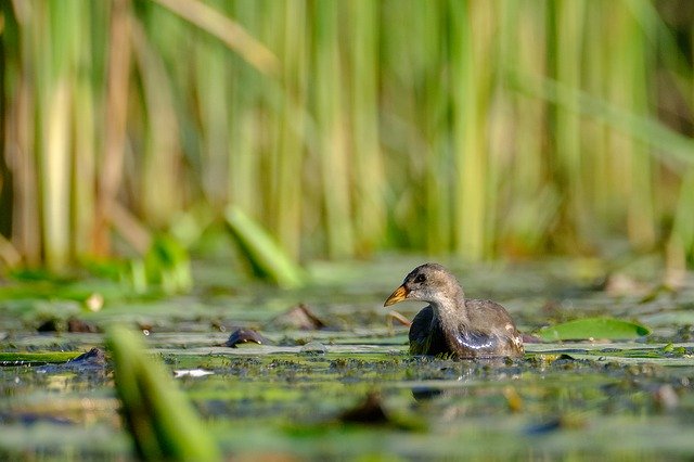 Free download Common Moorhen Gallinula Chloropus -  free photo or picture to be edited with GIMP online image editor