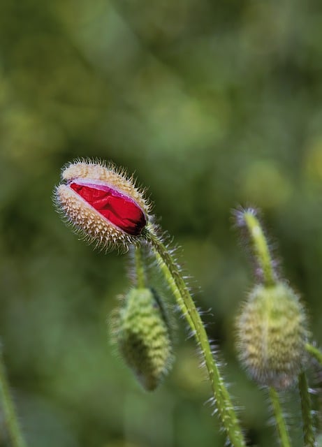 Free download common poppy wildflower bud meadow free picture to be edited with GIMP free online image editor