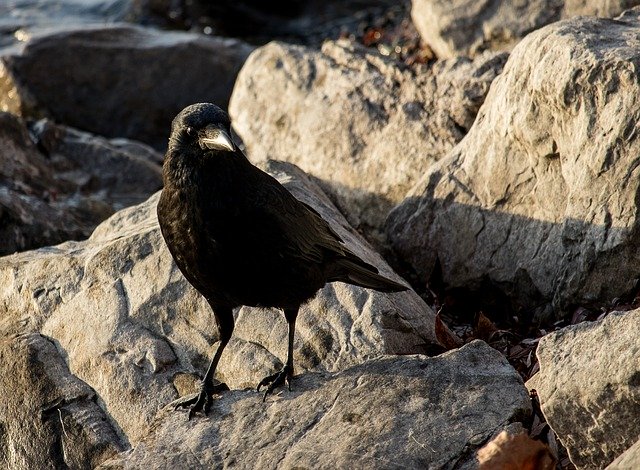 Free download Common Raven Crow -  free photo or picture to be edited with GIMP online image editor