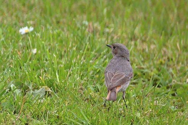 Free download common redstart songbird garden free picture to be edited with GIMP free online image editor