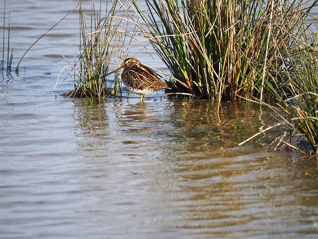 Free download Common Snipe Mallorca Albufeira -  free photo or picture to be edited with GIMP online image editor