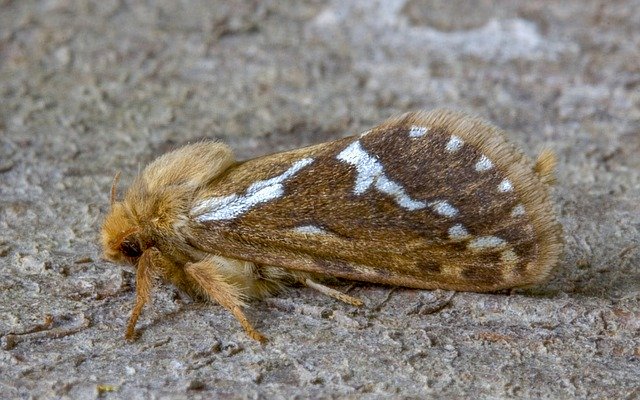 Free download Common Swift Moth Macro -  free photo or picture to be edited with GIMP online image editor