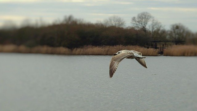 Free download Common Tern Birds Flight -  free photo or picture to be edited with GIMP online image editor