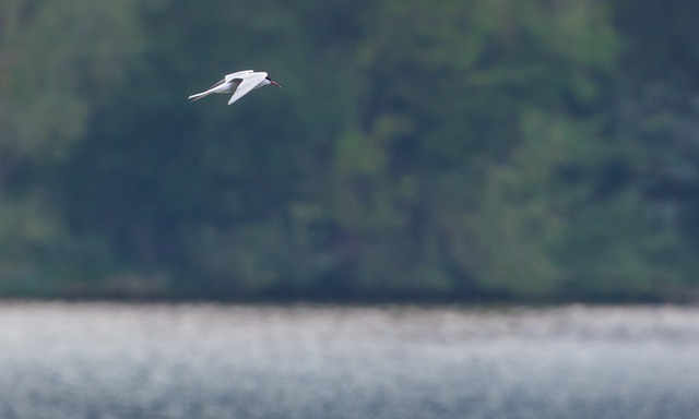 Free download common tern tern sea swallow free picture to be edited with GIMP free online image editor