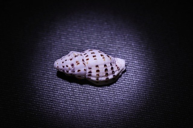 قم بتنزيل Conch Shellfish Shell مجانًا - صورة مجانية أو صورة يتم تحريرها باستخدام محرر الصور عبر الإنترنت GIMP