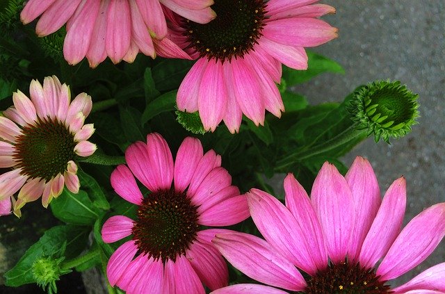 Free download Coneflower Echinacea Flower -  free free photo or picture to be edited with GIMP online image editor