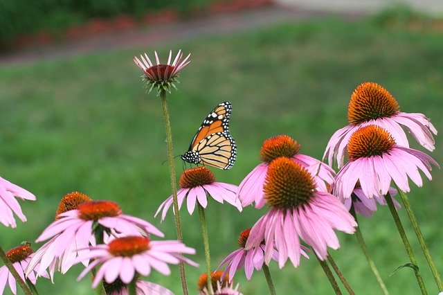 Free download Cone Flower Monarch Summer -  free photo or picture to be edited with GIMP online image editor