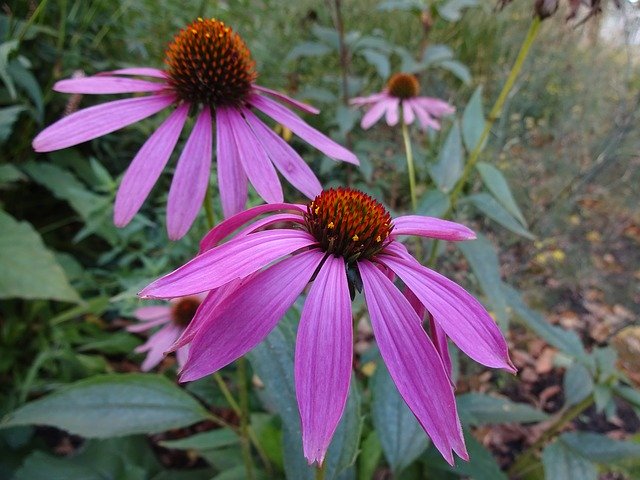 Free download Coneflower Purple Flower -  free photo or picture to be edited with GIMP online image editor