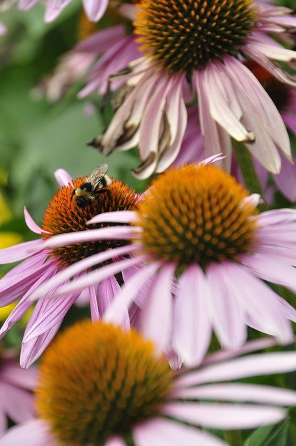 Free download coneflowers flowers garden free picture to be edited with GIMP free online image editor