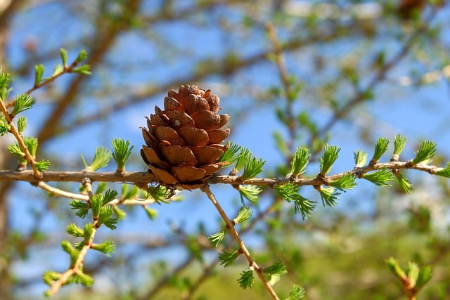 Free download cone needles larch branch nature free picture to be edited with GIMP free online image editor