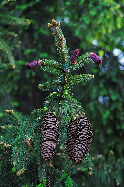 Free download cones conifer spruce cones nature free picture to be edited with GIMP free online image editor