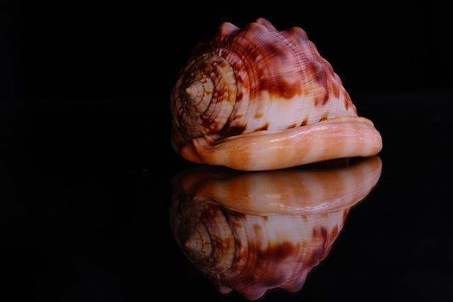 Free download cone shell shell reflection free picture to be edited with GIMP free online image editor