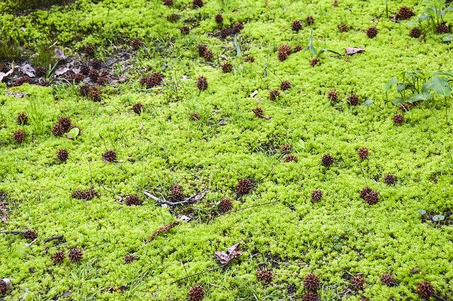 Free download Cones Moss Swamp -  free photo or picture to be edited with GIMP online image editor