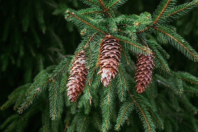 Free download cones pine fir nature forest free picture to be edited with GIMP free online image editor