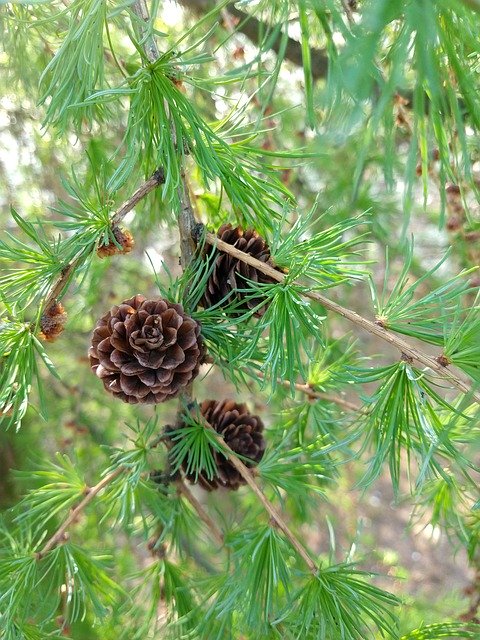 Free download Cones Pine Spring -  free photo or picture to be edited with GIMP online image editor