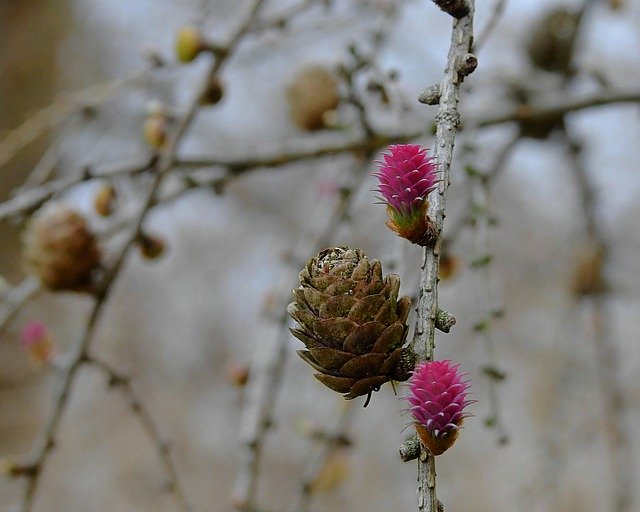 Free download Cones Spring Flowering -  free photo or picture to be edited with GIMP online image editor