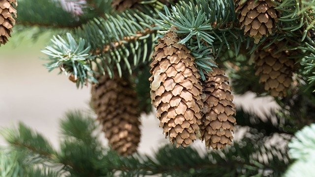 Free download Cones Spruce Tree Nature -  free photo or picture to be edited with GIMP online image editor