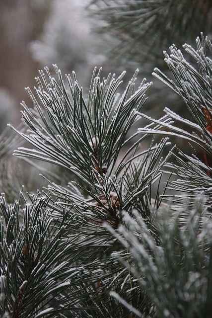 Free download conifer branch snow nature free picture to be edited with GIMP free online image editor