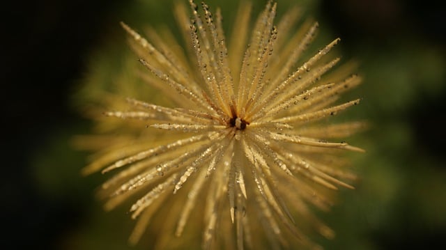 Free download conifer dew drops detail drops free picture to be edited with GIMP free online image editor