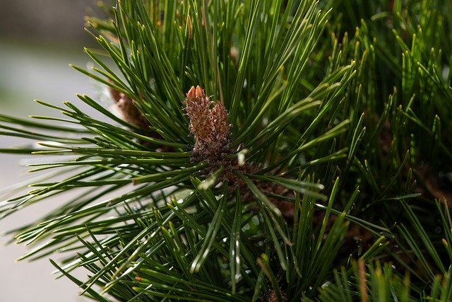 Free download Conifer Green Needles -  free photo or picture to be edited with GIMP online image editor