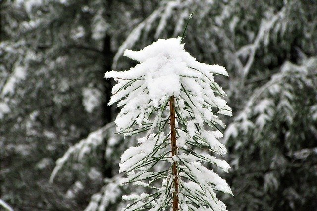 Free download Conifer Grow Forest -  free photo or picture to be edited with GIMP online image editor