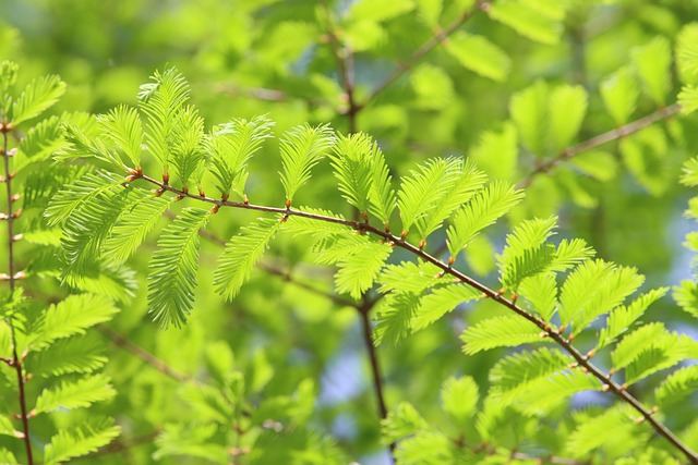 Free download conifer leaves foliage fresh free picture to be edited with GIMP free online image editor