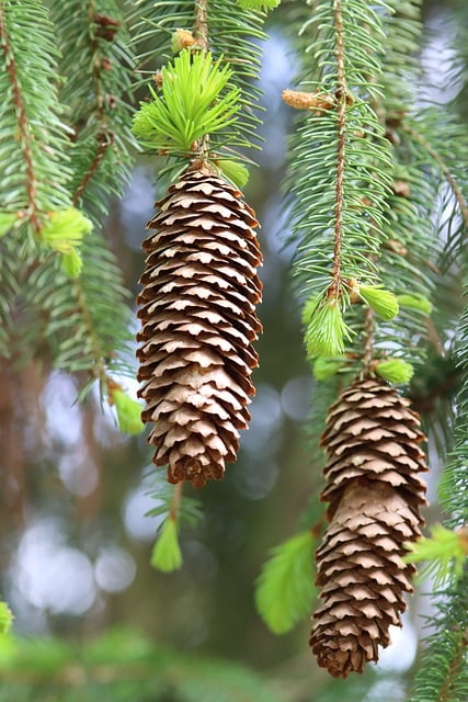 Free download conifer spruce pine cones forest free picture to be edited with GIMP free online image editor