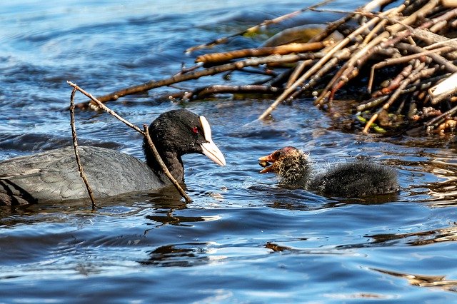 Free download Coot Bird Chicks -  free photo or picture to be edited with GIMP online image editor