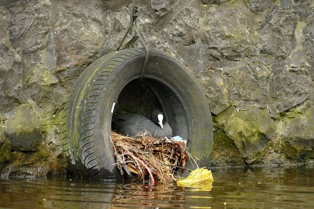 Free download Coot Bird Waterfowl -  free photo or picture to be edited with GIMP online image editor