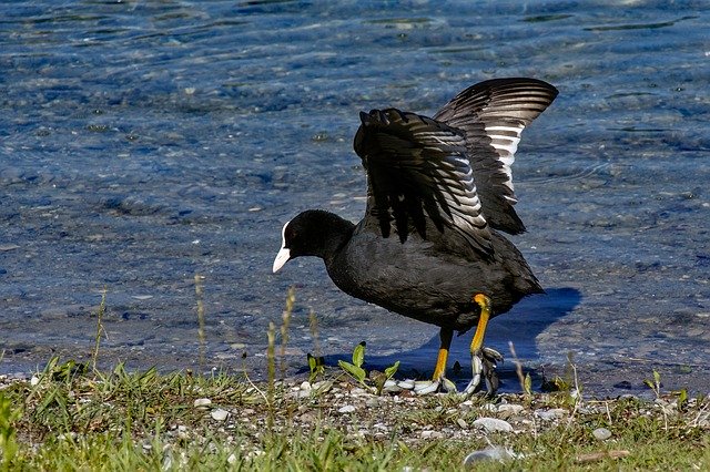 Free download Coot Black Bird Water -  free photo or picture to be edited with GIMP online image editor