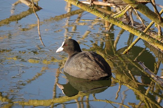 Free download Coot Lake Waters -  free photo or picture to be edited with GIMP online image editor