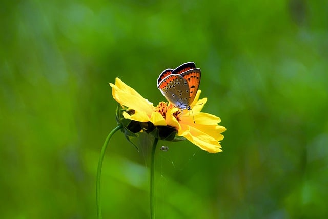 Free download copper butterfly butterfly flower free picture to be edited with GIMP free online image editor