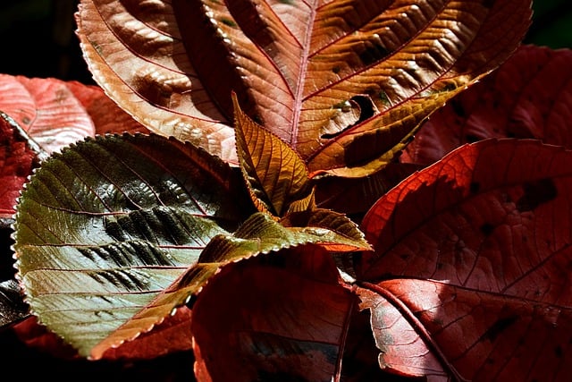 Free download copperleaf acalypha wilkesiana free picture to be edited with GIMP free online image editor