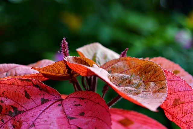 Free download copperleaf leaves plant acalypha free picture to be edited with GIMP free online image editor