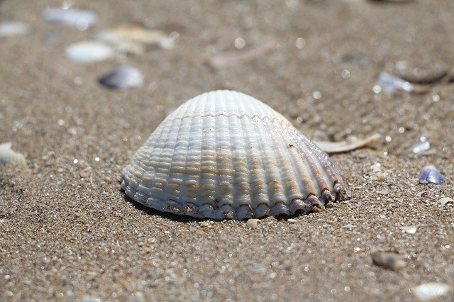 Free download Coquille Sable Plage Les -  free photo or picture to be edited with GIMP online image editor